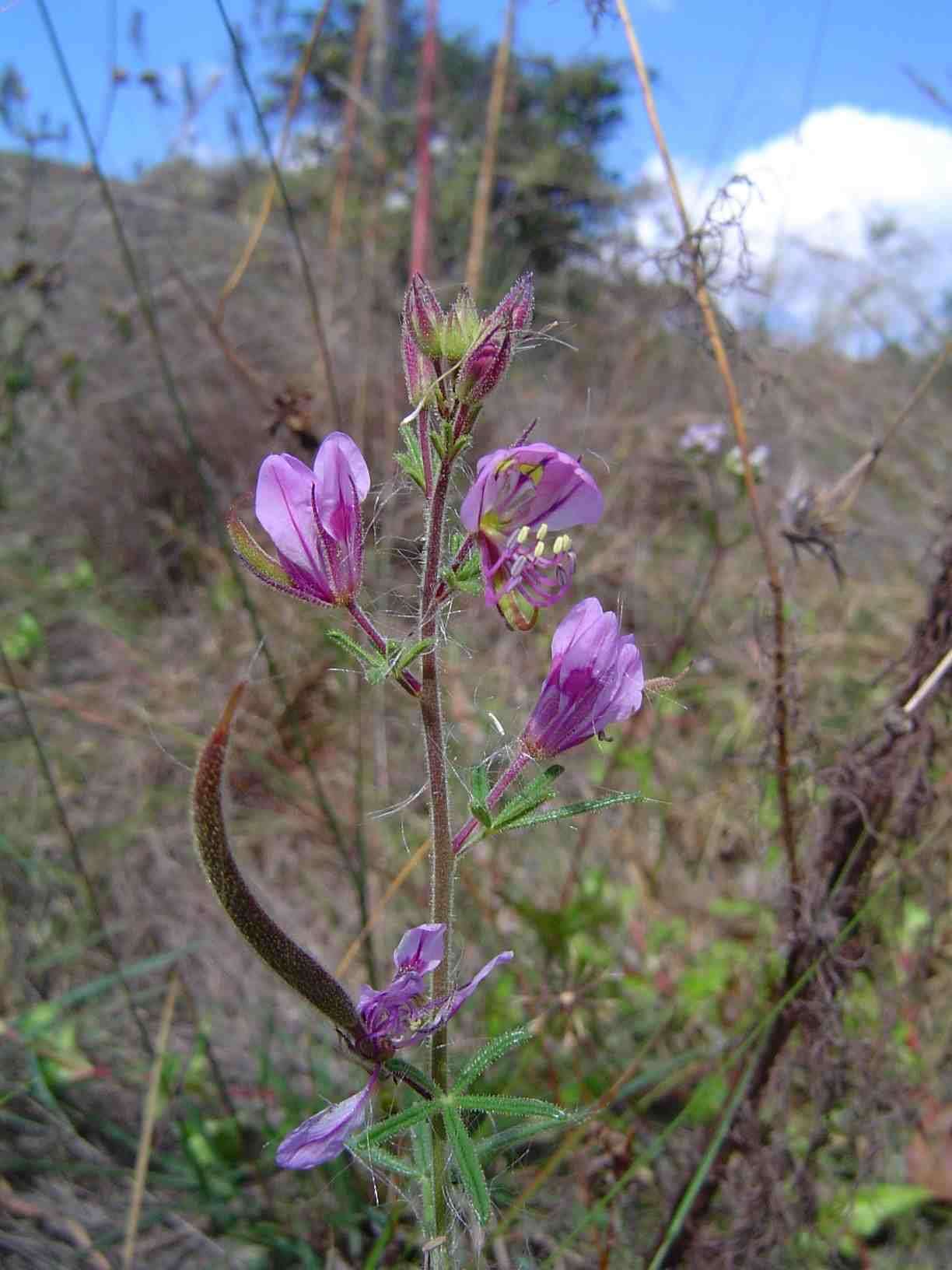 Image of Sieruela