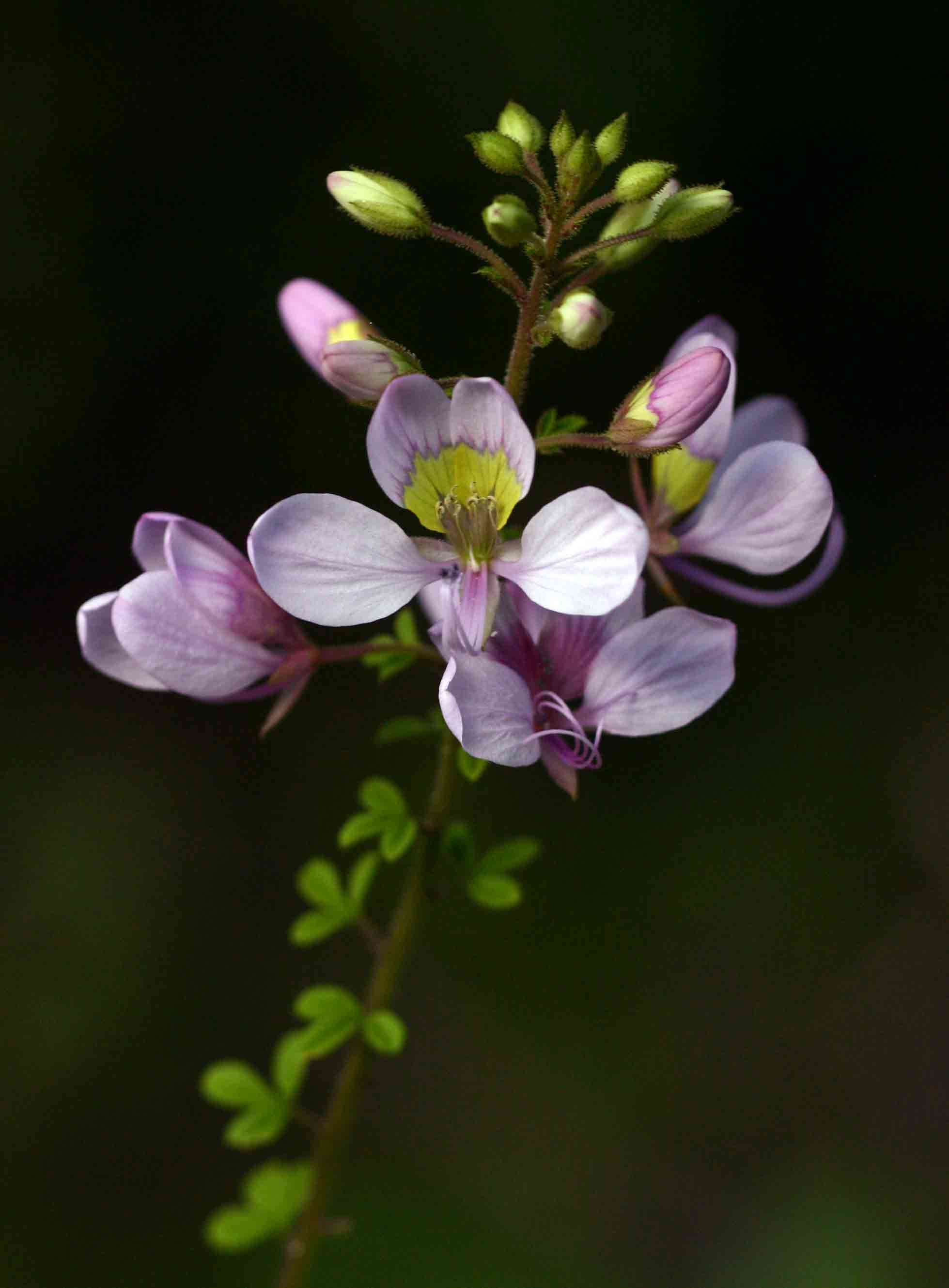 Image of <i>Cleome <i>oxyphylla</i></i> Burch. var. oxyphylla