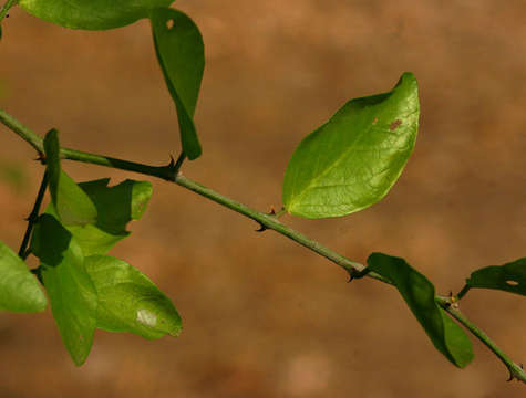 Image of Capparis erythrocarpos Isert