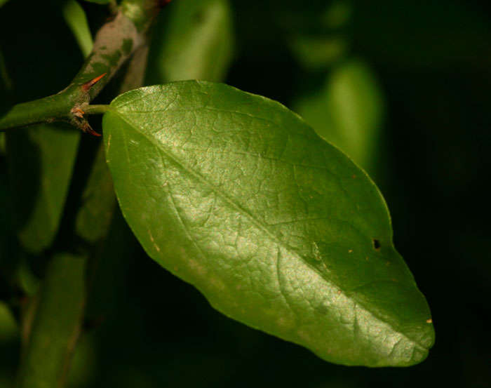 Image of Capparis erythrocarpos Isert