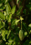 Image of Capparis erythrocarpos Isert