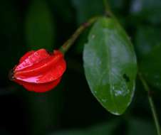 Image of Capparis erythrocarpos Isert