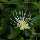 Image of Red-fruited caper-bush