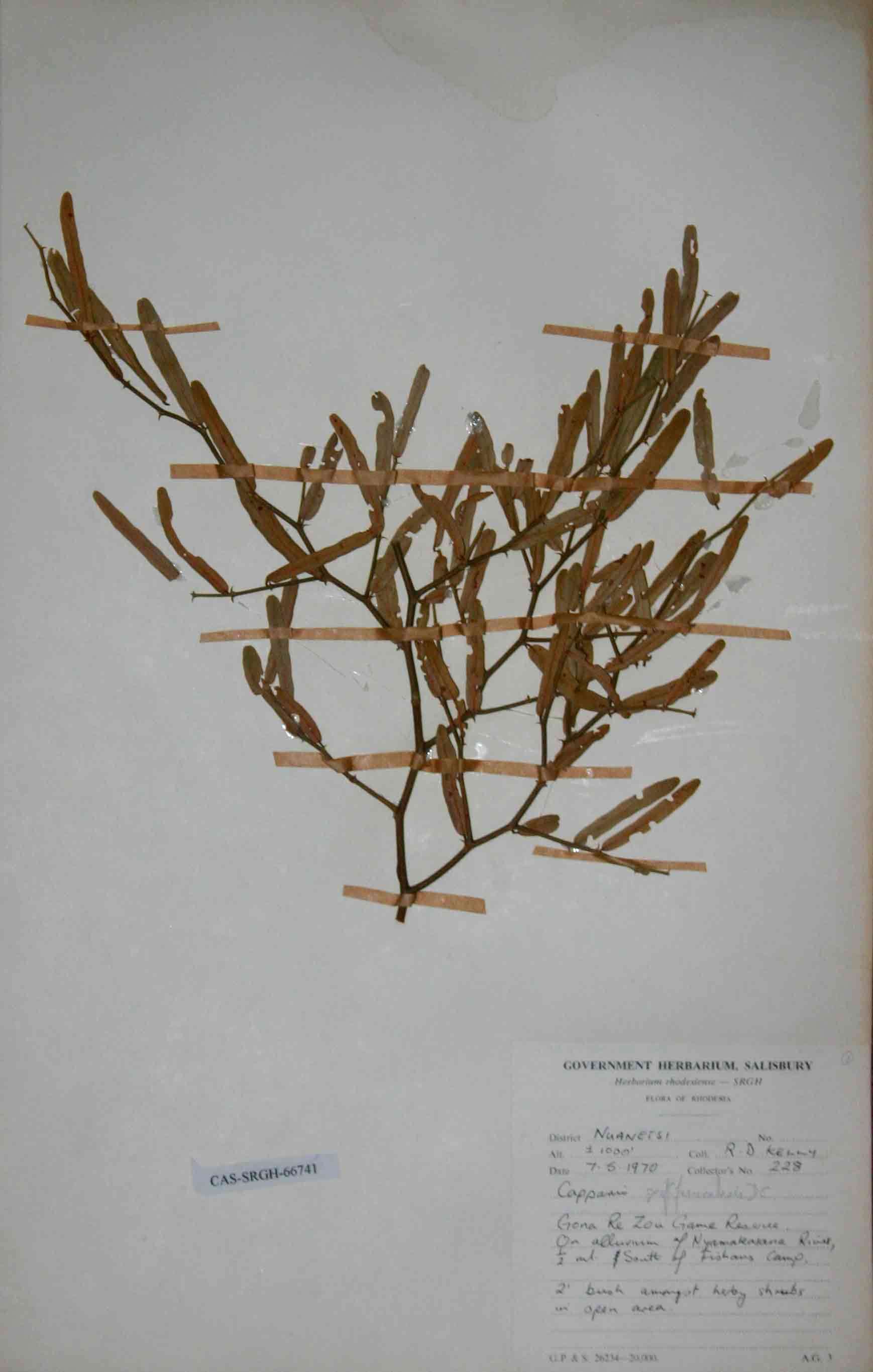 Image of Capparis fascicularis DC.