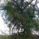 Image of Hedge caper-bush