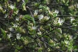 Image de Capparis sepiaria L.