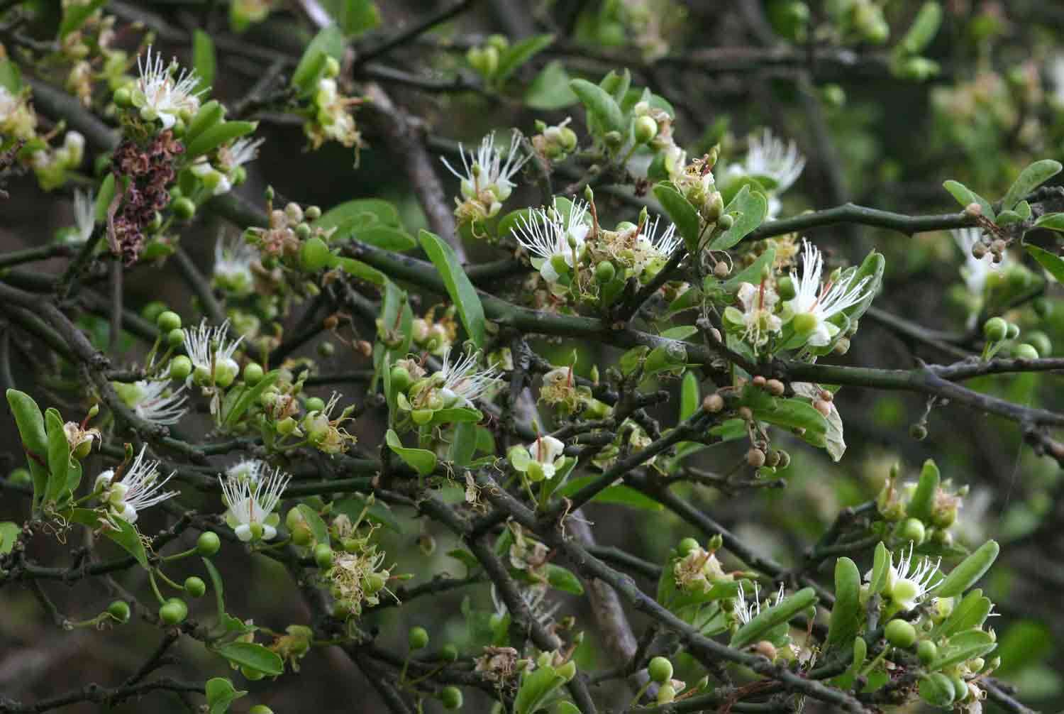 Image of Capparis sepiaria L.