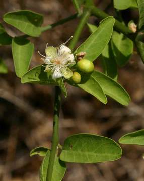 Image de Capparis sepiaria L.