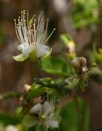 Image of Capparis sepiaria L.