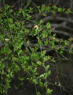 Image of Capparis sepiaria L.