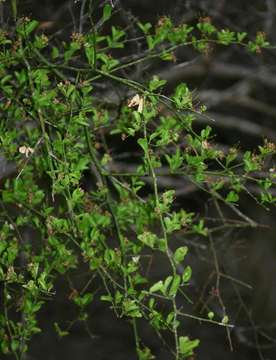 Image de Capparis sepiaria L.