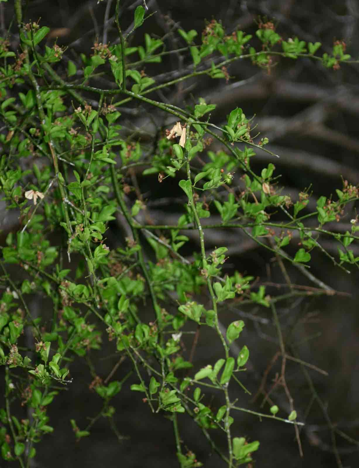 Image of Capparis sepiaria L.