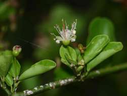 Image of Capparis sepiaria L.