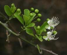 Image of Capparis sepiaria L.