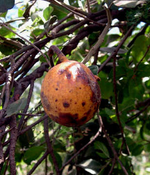 Image de Capparis tomentosa Lam.