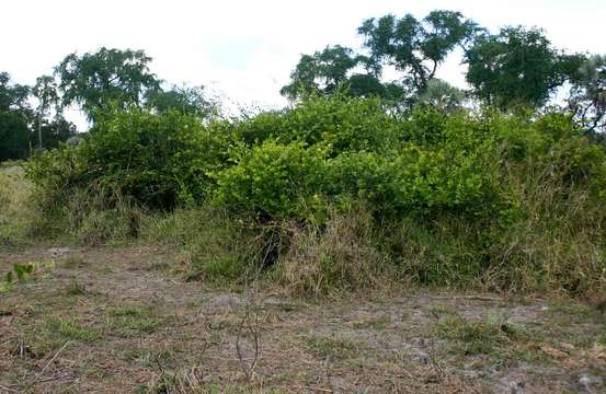 Image de Capparis tomentosa Lam.