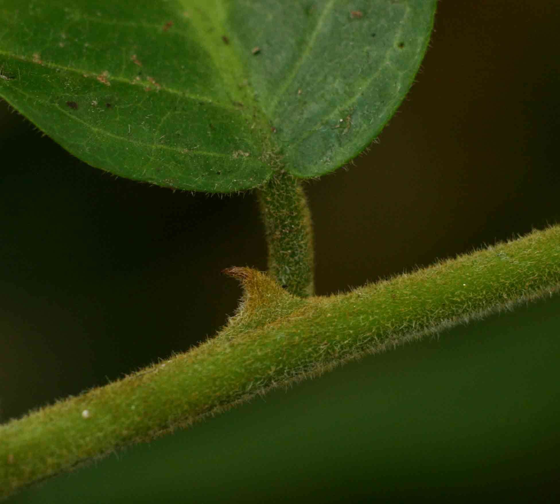 Image de Capparis tomentosa Lam.