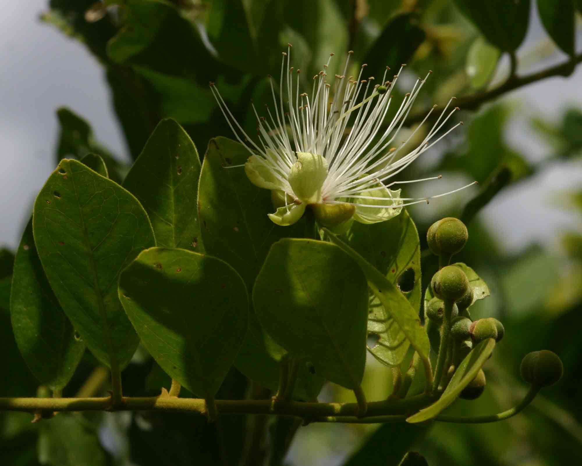 Image de Capparis tomentosa Lam.