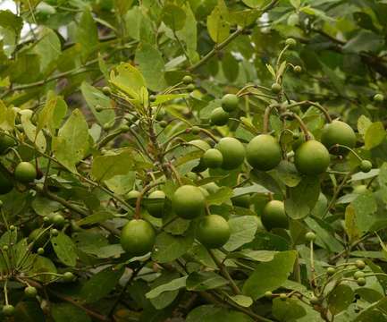 Image de Capparis tomentosa Lam.