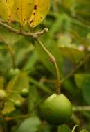 Image de Capparis tomentosa Lam.