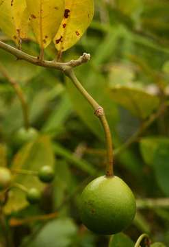 Image de Capparis tomentosa Lam.