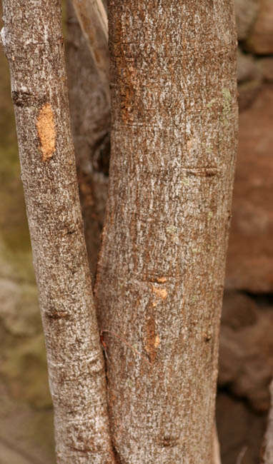 Слика од Boscia angustifolia A. Rich.