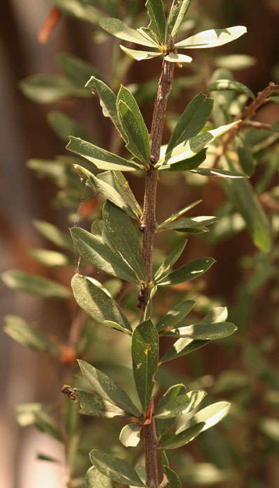 Слика од Boscia angustifolia A. Rich.