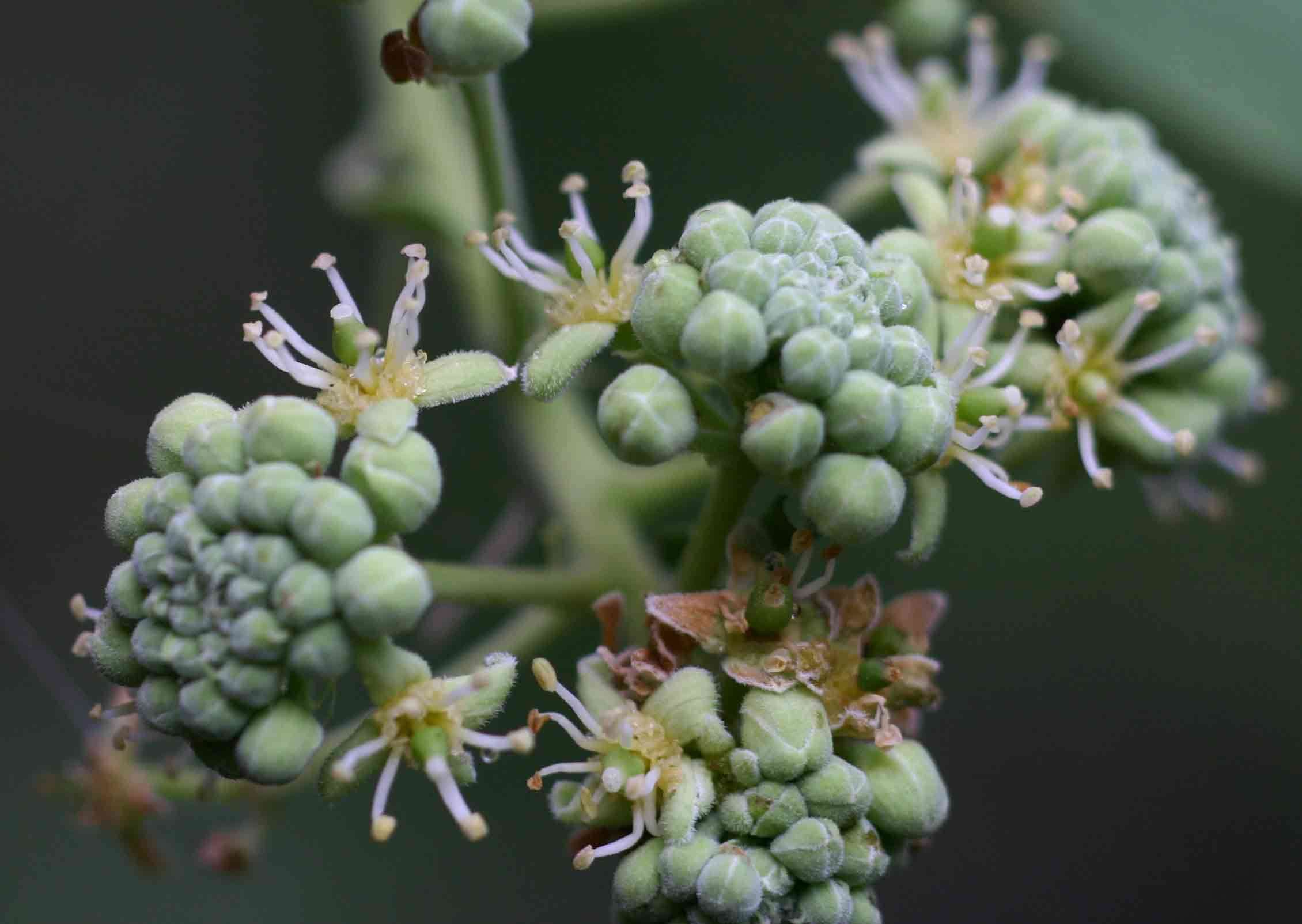 Слика од Boscia angustifolia A. Rich.