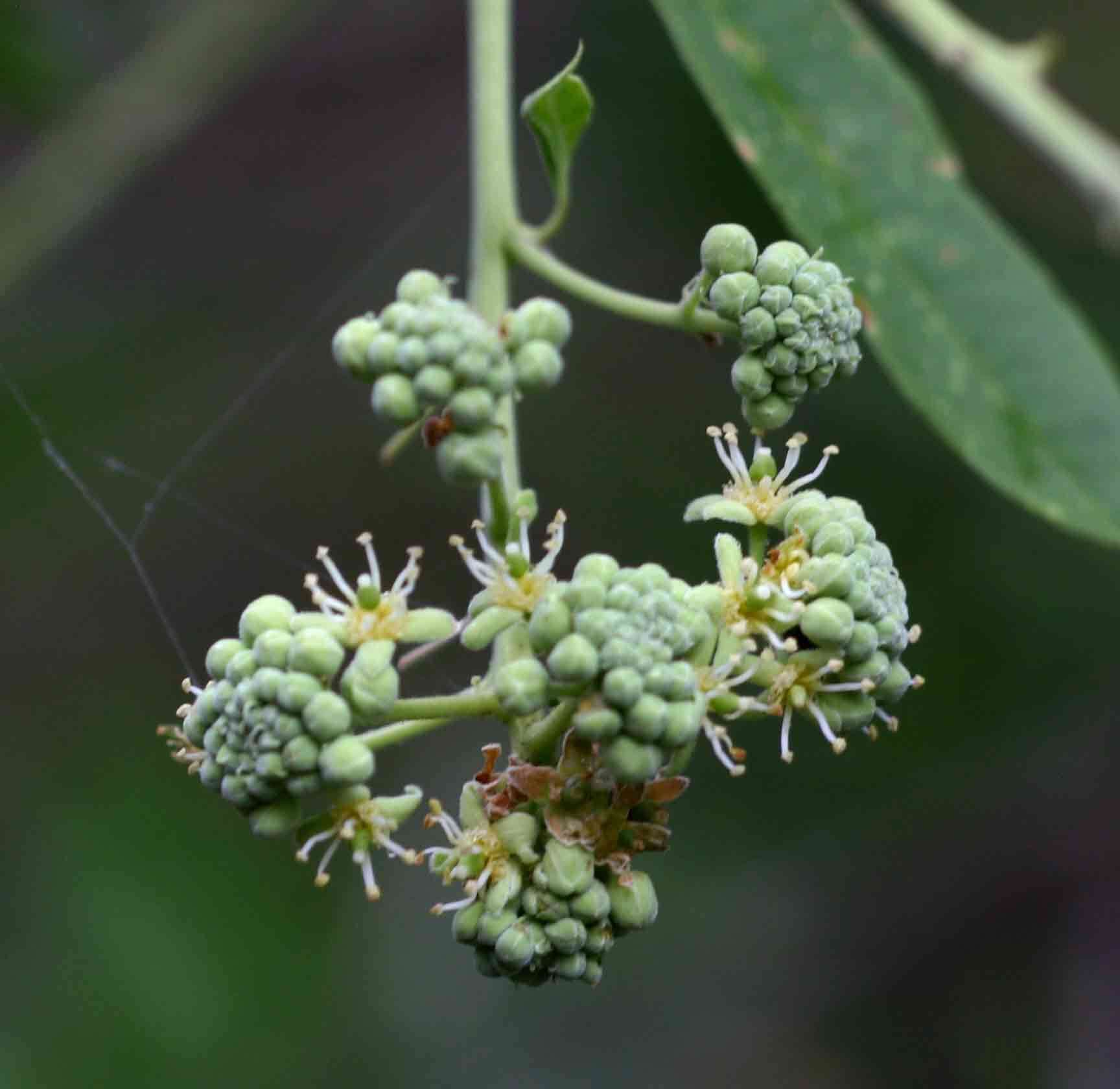 Слика од Boscia angustifolia A. Rich.