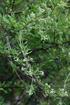 Слика од Boscia angustifolia A. Rich.