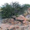 Image of Bushveld shepherds tree