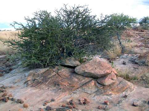 Image of Smelly Shepherd's Tree