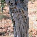 Image of Bushveld shepherds tree