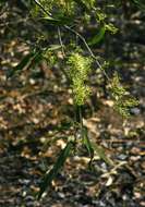 Слика од Boscia salicifolia Oliv.