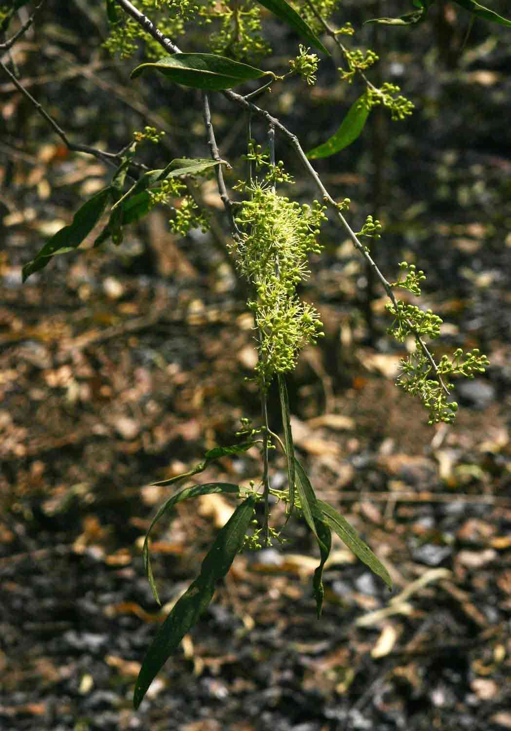 Слика од Boscia salicifolia Oliv.