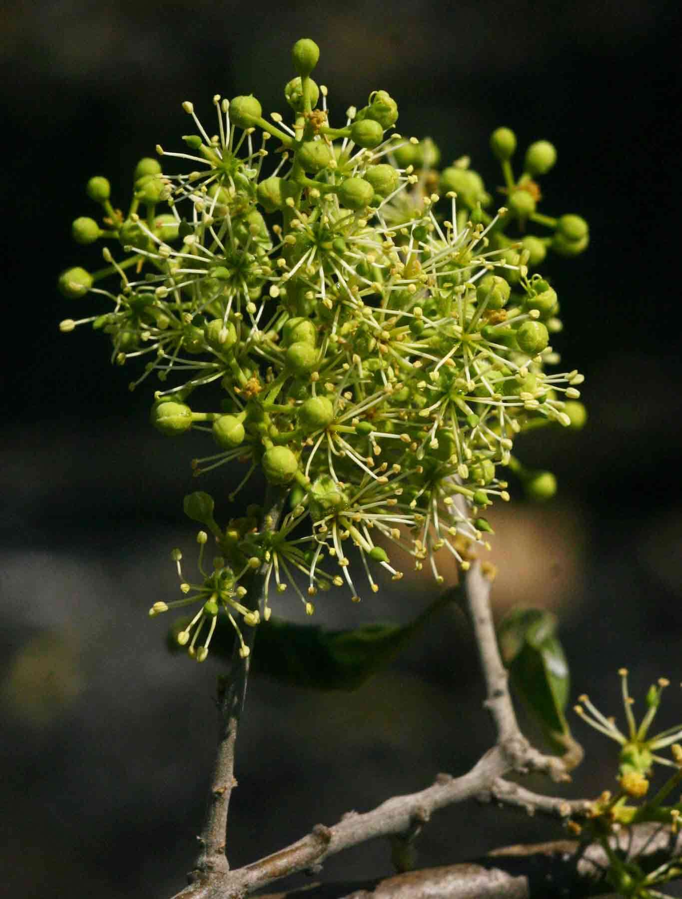 Слика од Boscia salicifolia Oliv.