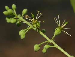 Слика од Boscia salicifolia Oliv.