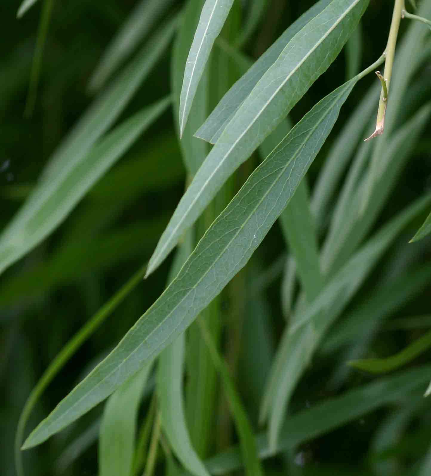 Слика од Boscia salicifolia Oliv.