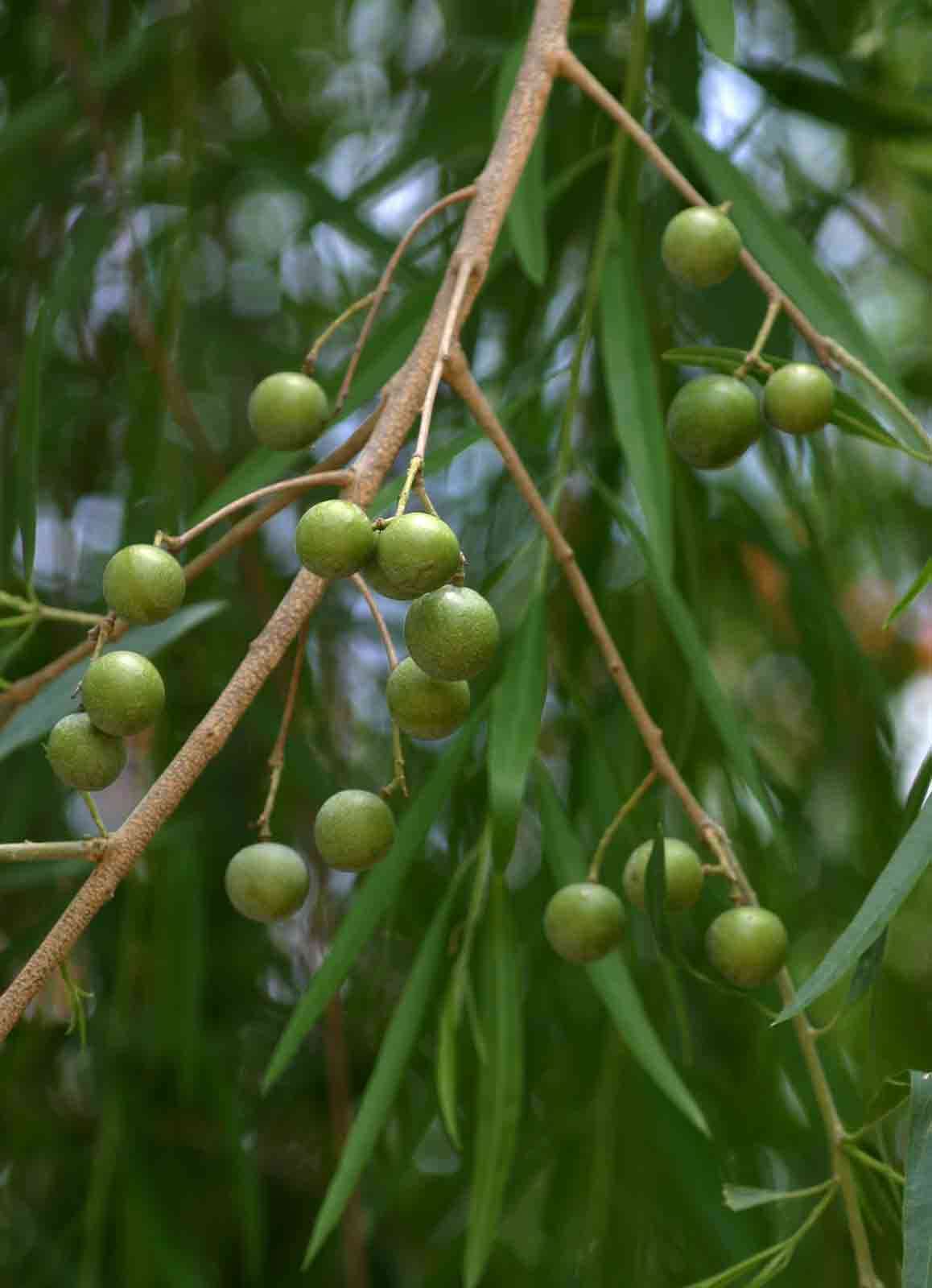 Слика од Boscia salicifolia Oliv.