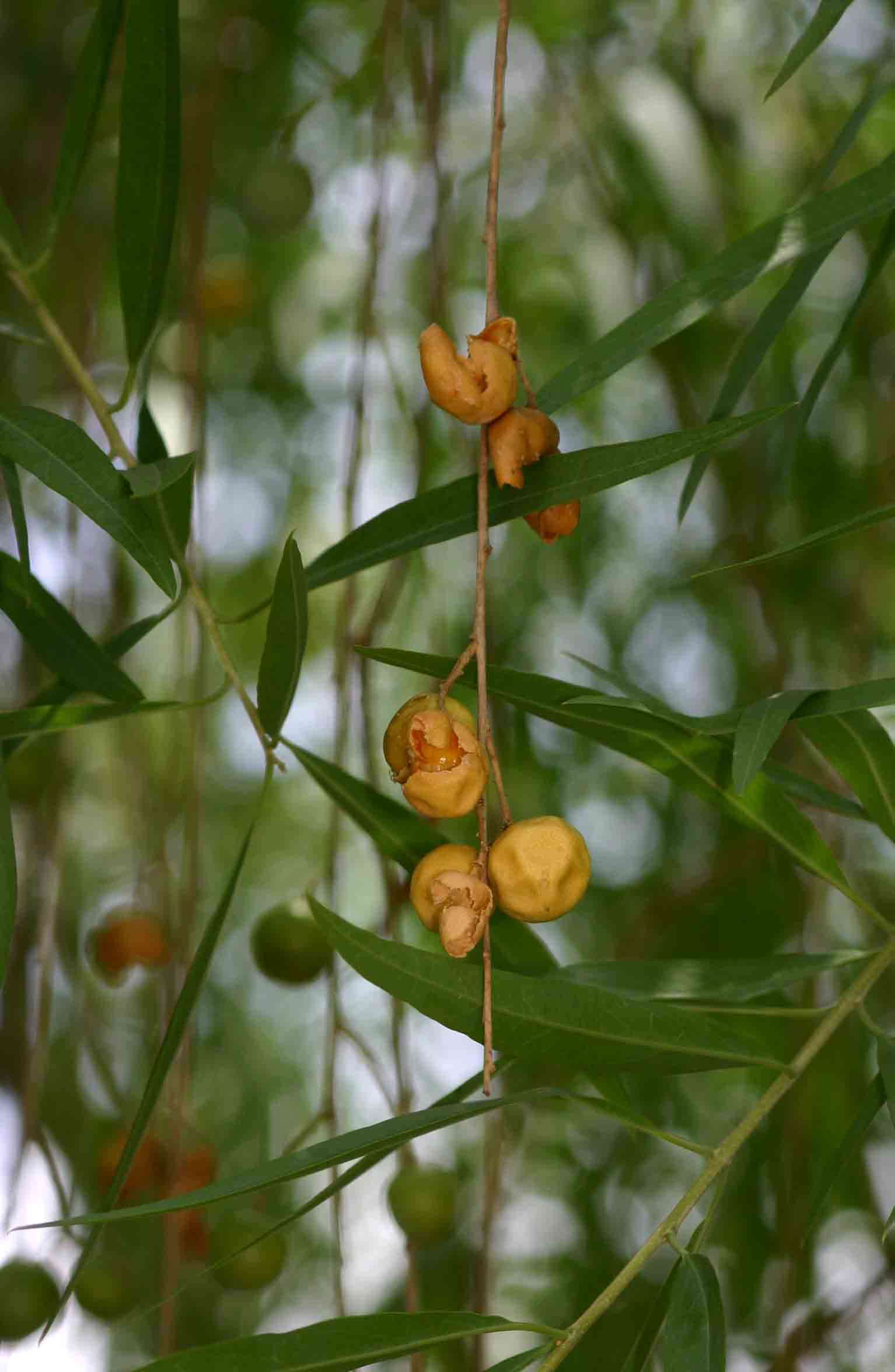 Слика од Boscia salicifolia Oliv.