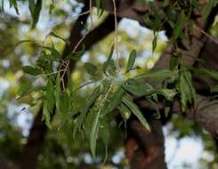 Image of Willow-leaved shepherds tree