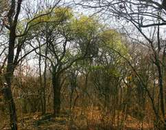 Image of Willow-leaved shepherds tree