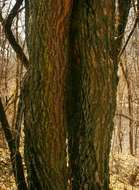 Image of Willow-leaved shepherds tree