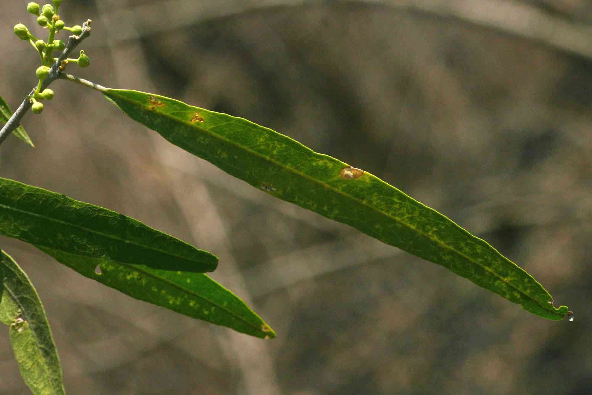 Image of Willow-leaved shepherds tree