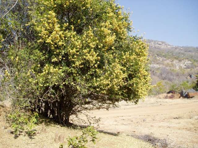 Image of Large-flowered wormbush