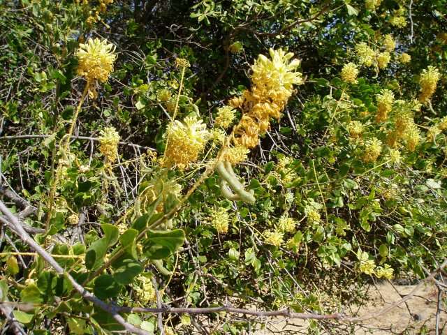 Image of Large-flowered wormbush