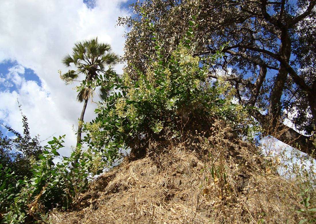 Image of Large-flowered wormbush