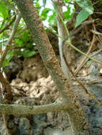 Image of Large-flowered wormbush