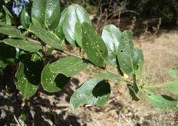 Image of Large-flowered wormbush