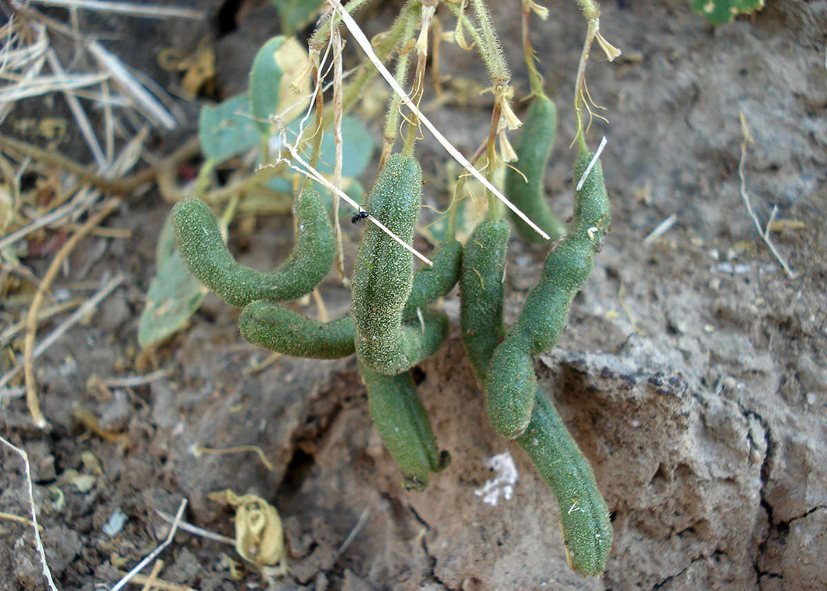 Image of Large-flowered wormbush